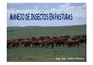 insectos en pasturas 2009 - Departamento de Producción Animal y ...