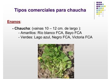 Tipos comerciales para chaucha