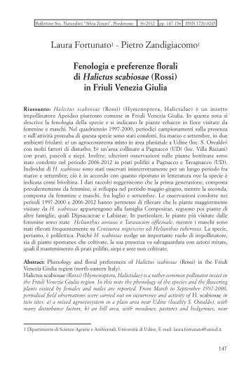 Halictus scabiosae in FVG - Università degli studi di Udine