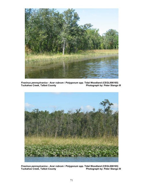 tidal hardwood swamps - Maryland Department of Natural Resources