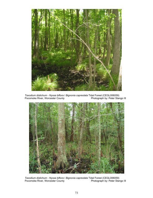 tidal hardwood swamps - Maryland Department of Natural Resources