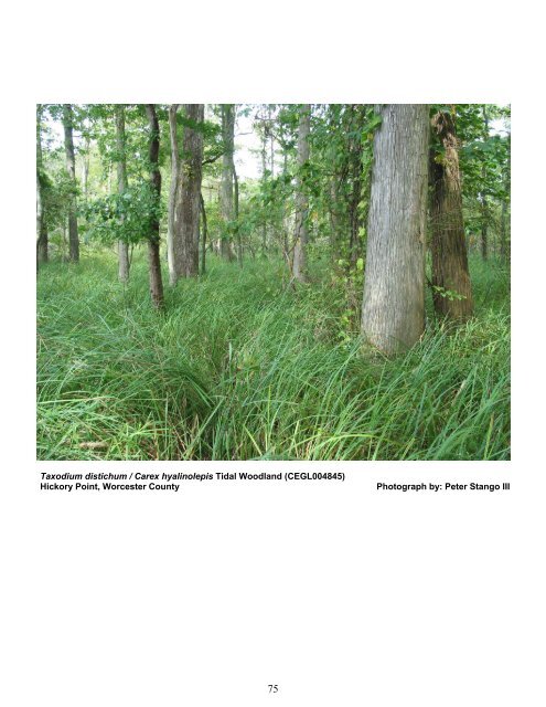 tidal hardwood swamps - Maryland Department of Natural Resources