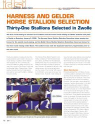 harness and gelder horse stallion selection - Tuigpaarden.net