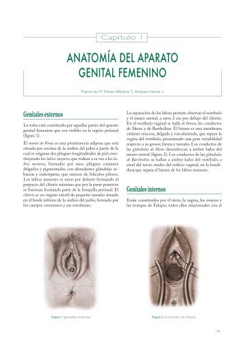 ANATOMÍA DEL APARATO GENITAL FEMENINO - Univadis