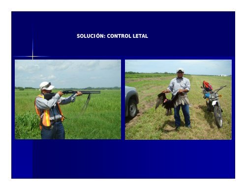 control de fauna en el aeropuerto internacional el salvador.