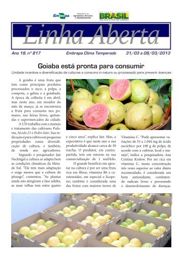 Goiaba está pronta para consumir - Embrapa Clima Temperado
