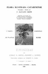 Xiridáceas - Herbário 
