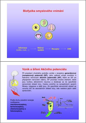 Biofyzika smyslového vnímání Vznik a šíření Akčního potenciálu