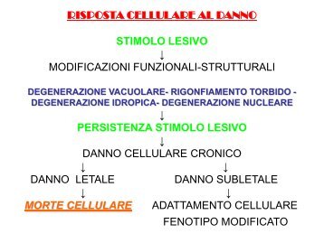 Necrosi e apoptosi