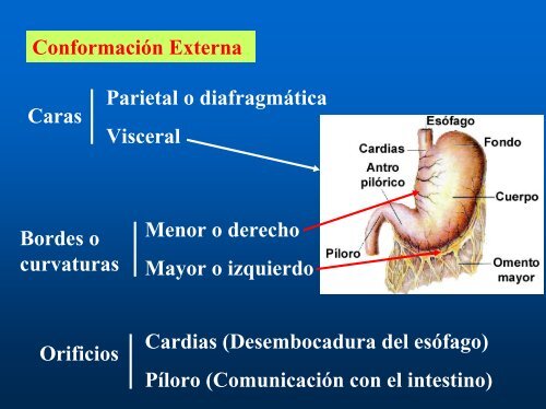 Organos post diafragmáticos