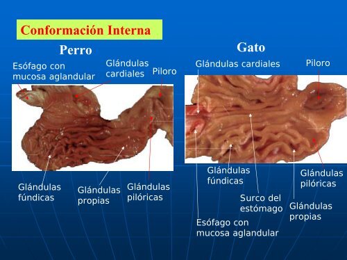 Organos post diafragmáticos