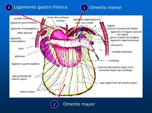 Organos post diafragmáticos