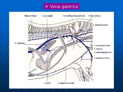 Organos post diafragmáticos