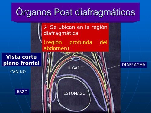 Organos post diafragmáticos