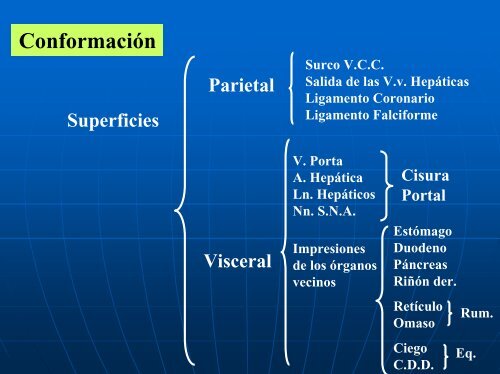 Organos post diafragmáticos