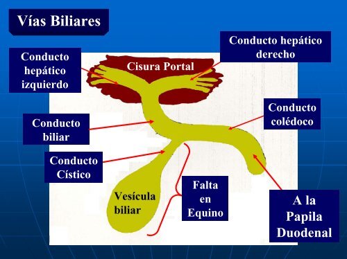 Organos post diafragmáticos