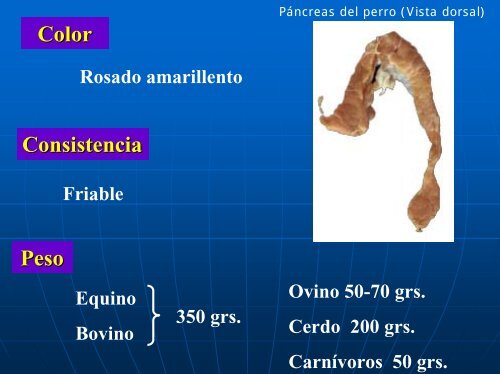 Organos post diafragmáticos