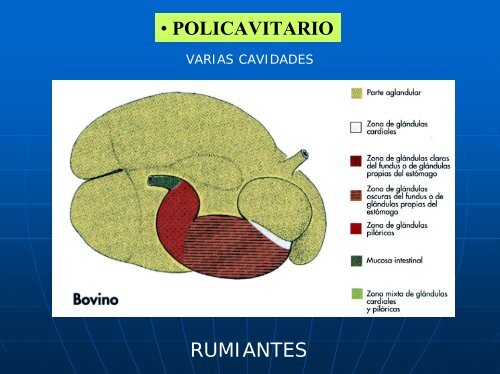 Organos post diafragmáticos