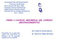 PARED Y CAVIDAD ABDOMINAL DEL CAPRINO - Biblioteca UNEFM