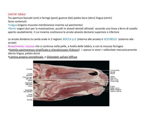 (Microsoft PowerPoint - 7_DIGERENTE [modalit\340 ... - Skuola.net