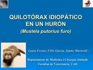 QUILOTÓRAX IDIOPÁTICO EN UN HURÓN (Mustela putorius furo)