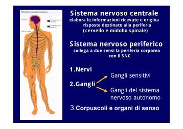 2012 sistema nervoso I - I blog di Unica