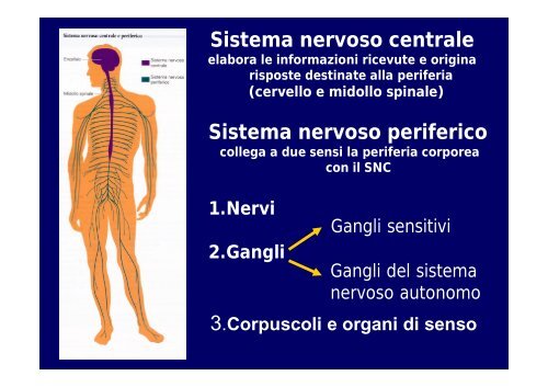 2012 sistema nervoso I - I blog di Unica