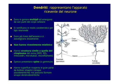 2012 sistema nervoso I - I blog di Unica