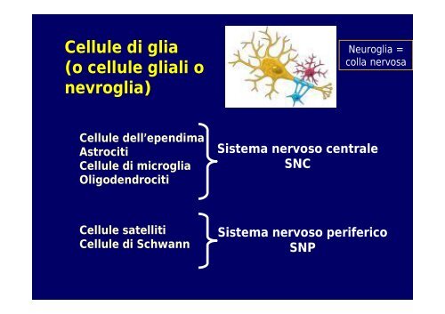 2012 sistema nervoso I - I blog di Unica