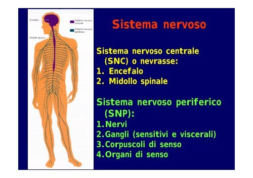2012 sistema nervoso I - I blog di Unica