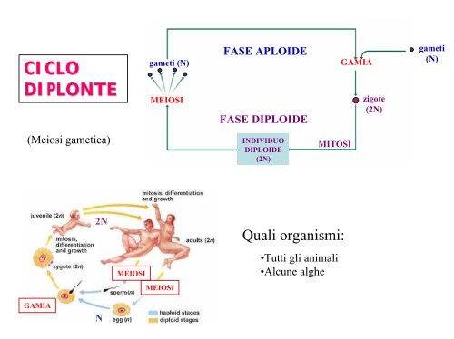 la riproduzione nelle piante terrestri - Biologia Vegetale