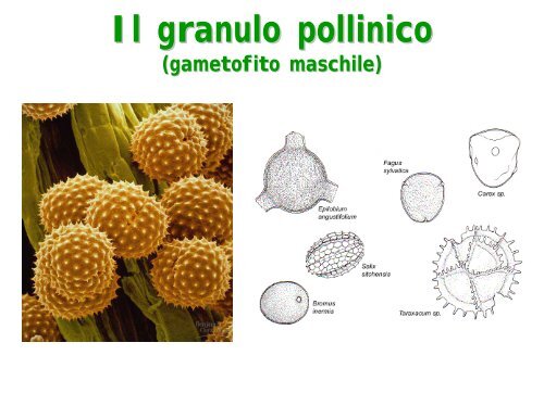 la riproduzione nelle piante terrestri - Biologia Vegetale