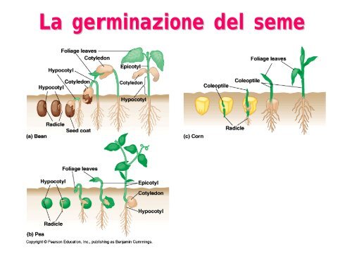 la riproduzione nelle piante terrestri - Biologia Vegetale