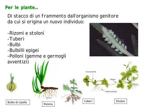 la riproduzione nelle piante terrestri - Biologia Vegetale