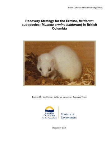Recovery Strategy for the Ermine, haidarum subspecies (Mustela ...