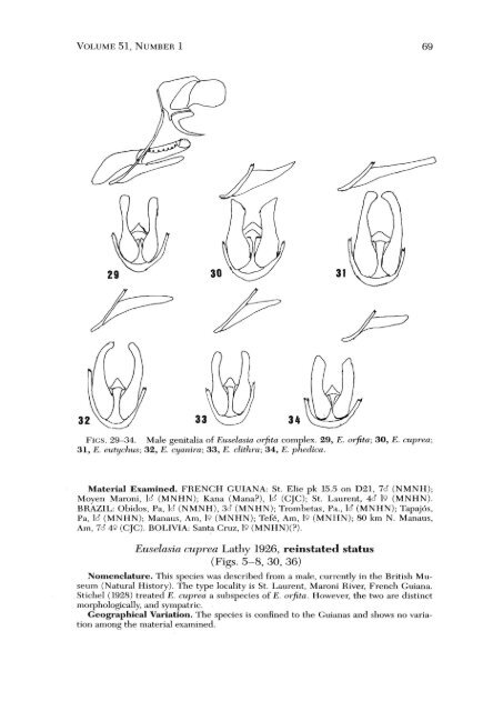 A REVISION OF THE EUSELASIA ORFITA COMPLEX (RIODINIDAE ...