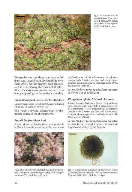 New or interesting lichens and lichenicolous fungi from Bel ... - SNL