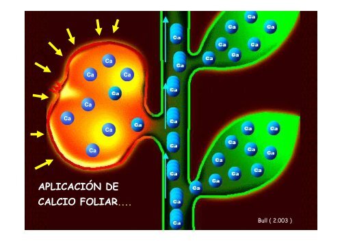 problematica del calcio en uva de mesa humberto - Cytoperu.com