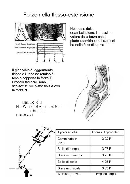 Biomeccanica del ginocchio - Fisiokinesiterapia.biz