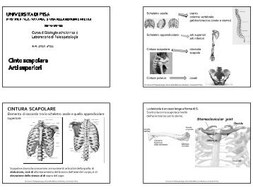 14/11/201 CINTURA SCAPOLARE - Paleopatologia