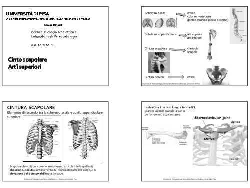 14/11/201 CINTURA SCAPOLARE - Paleopatologia