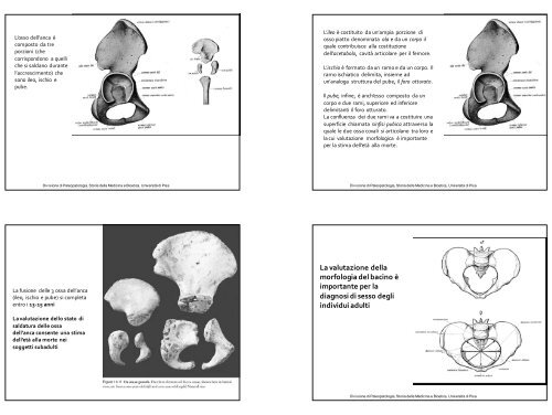 14/11/201 CINTURA SCAPOLARE - Paleopatologia