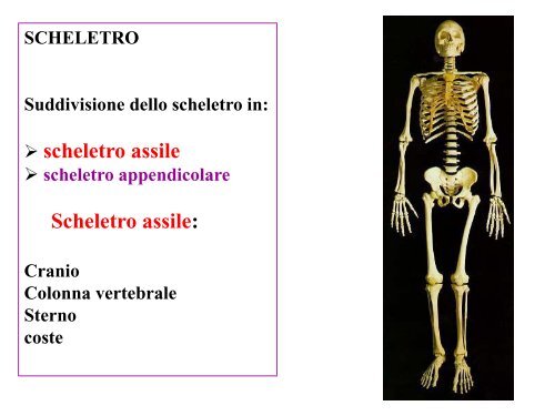 coste spurie