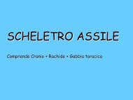 SCHELETRO ASSILE