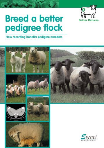 Booklet - Breed a Better Pedigree Flock - Eblex