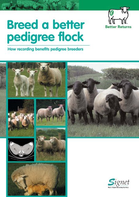 Booklet - Breed a Better Pedigree Flock - Eblex