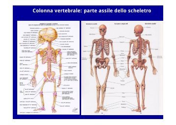 Colonna vertebrale: parte assile dello scheletro - I blog di Unica