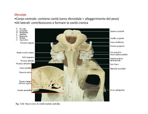 (Microsoft PowerPoint - 2_OSTEOLOGIA [modalit\340 ... - Skuola.net