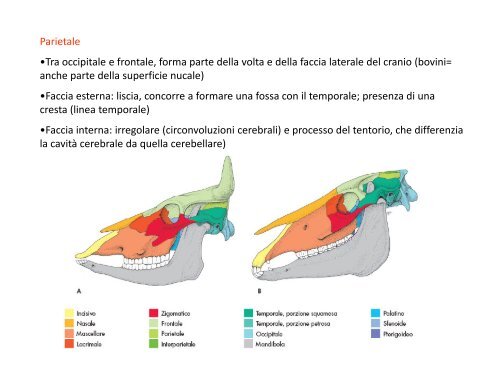 (Microsoft PowerPoint - 2_OSTEOLOGIA [modalit\340 ... - Skuola.net