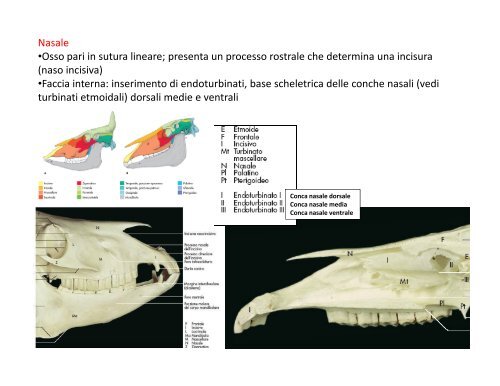 (Microsoft PowerPoint - 2_OSTEOLOGIA [modalit\340 ... - Skuola.net